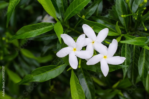 White gerdenia crape jasmine flower or gerdenia crape jasmine blooming top view in nature garden ,outdoor background photo