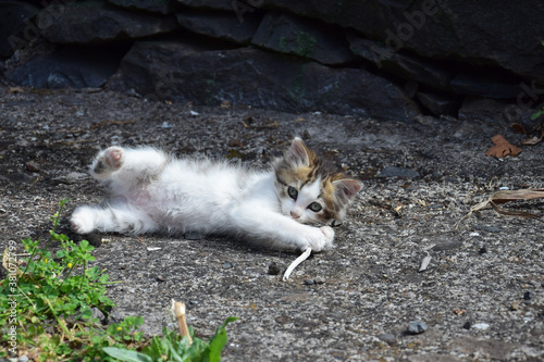 A cute baby cat, playing with a stick. Portugal.