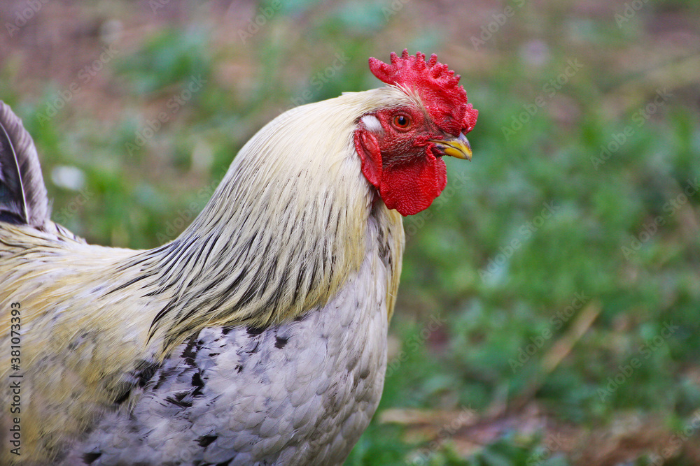 Portrait of a rooster close-up.