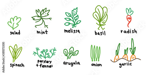 Popular green garden plants. Icon set. Salad and melissa, basil arugula. Hand drawn sketch. Vector cartoon colored illustration.