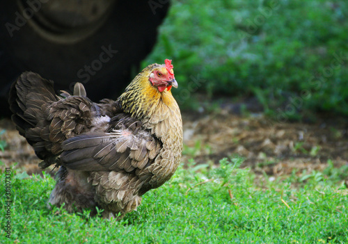 A multicolored chicken walks on the green grass