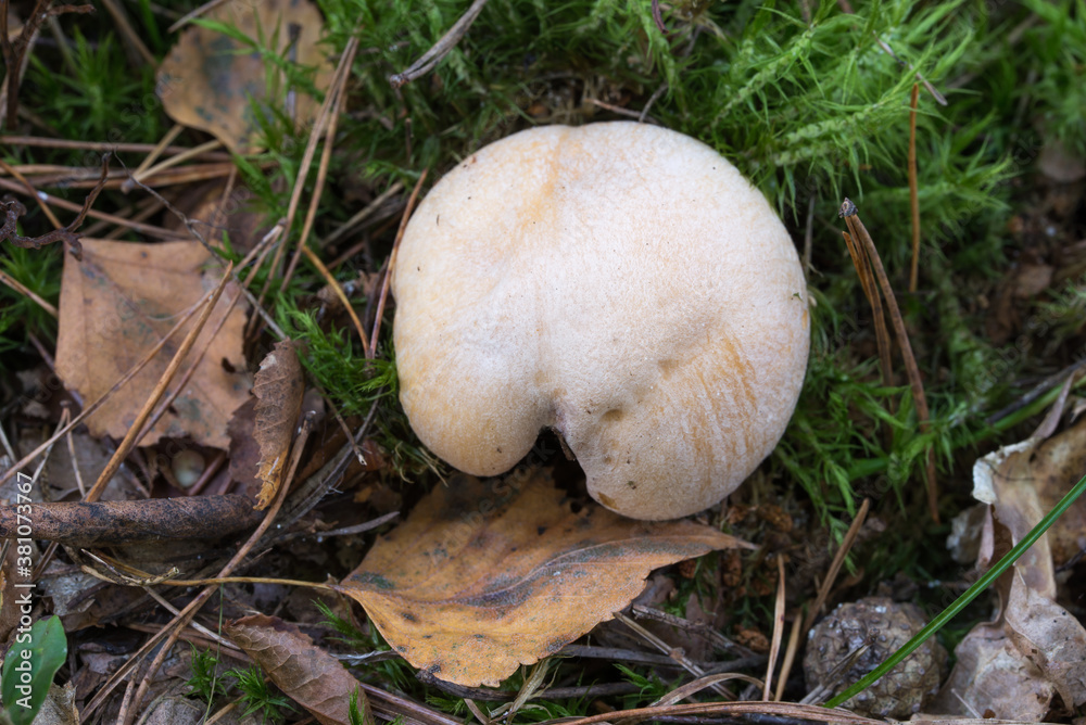 Cortinarius caperatus, gypsy mushroom closeup Cortinarius caperatus, gypsy mushroom closeup