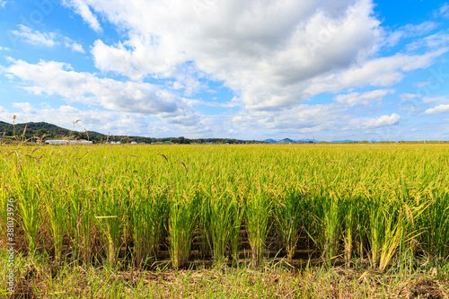 Korean traditional rice farming. Rice farming landscape in autumn. Rice field and the sky in  Gimpo-si  Gyeonggi-do  Korea.