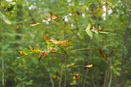Leaves on a young tree.