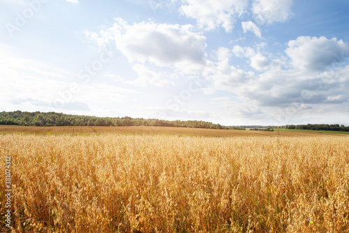 Oat cereal fields with blue sky on a sunny summer day before harvest