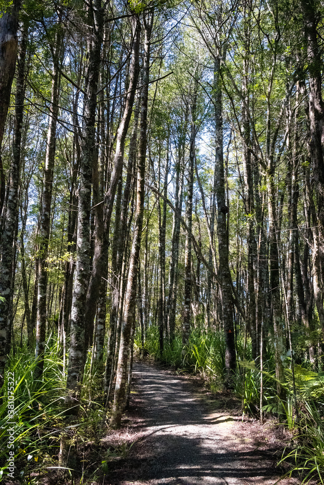 Fototapeta premium A tramping track in Hunua Ranges, with track marker