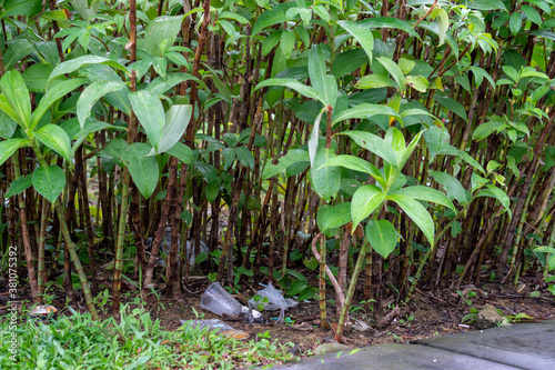 Plastic glass and covers near a bunch of plants