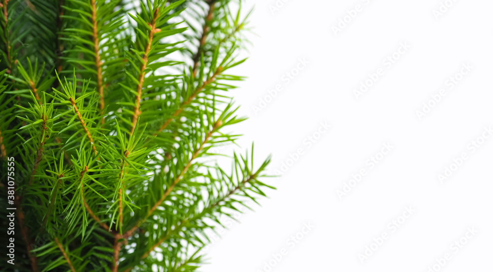 Natural green spruce branch isolated on a white background, copy space, panoramic view. Christmas holiday decoration