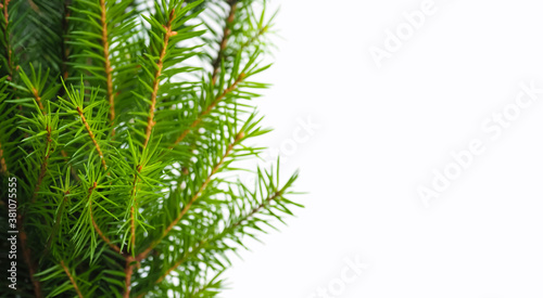 Natural green spruce branch isolated on a white background, copy space, panoramic view. Christmas holiday decoration © ANGHI