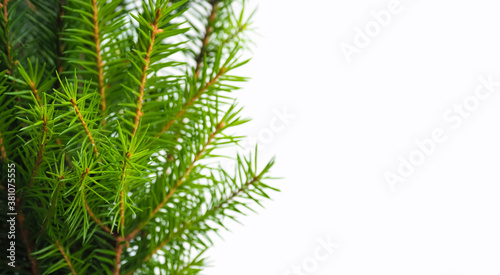 Natural green spruce branch isolated on a white background  copy space  panoramic view. Christmas holiday decoration