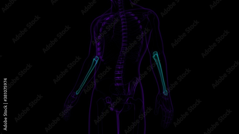 Human skeleton anatomy Ulna Bone 3D Rendering Human skeleton anatomy Ulna Bone 3D Rendering