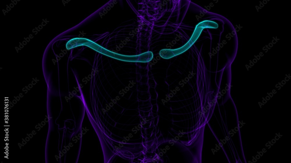 Human skeleton anatomy Clavicle Bones 3D Rendering Human skeleton anatomy Clavicle Bones 3D Rendering