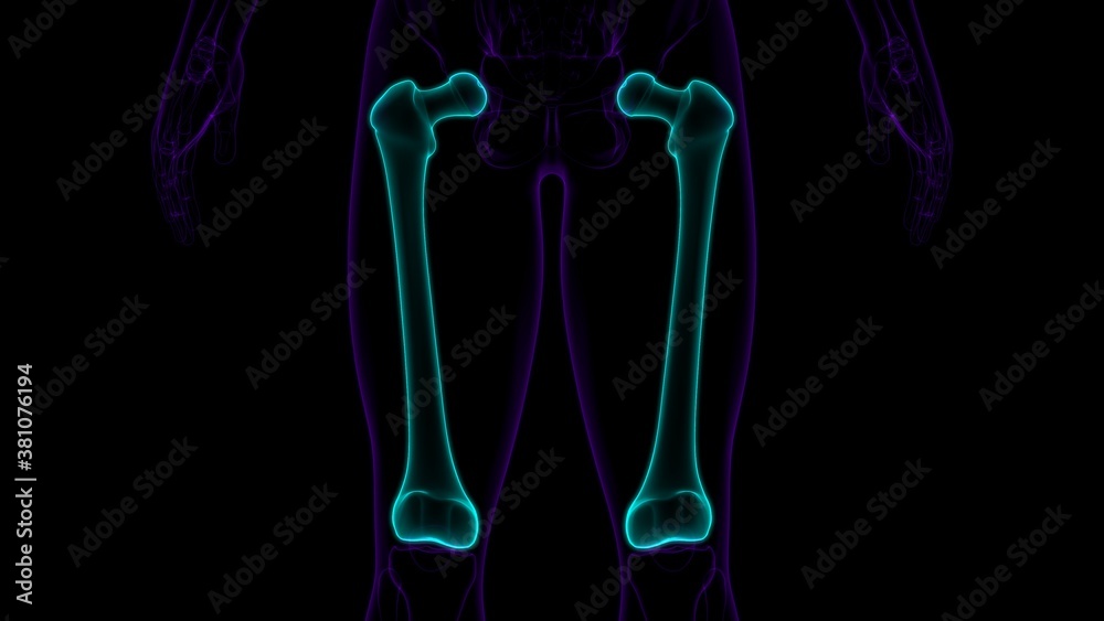 Human skeleton anatomy Femur Bone 3D Rendering Human skeleton anatomy Femur Bone 3D Rendering