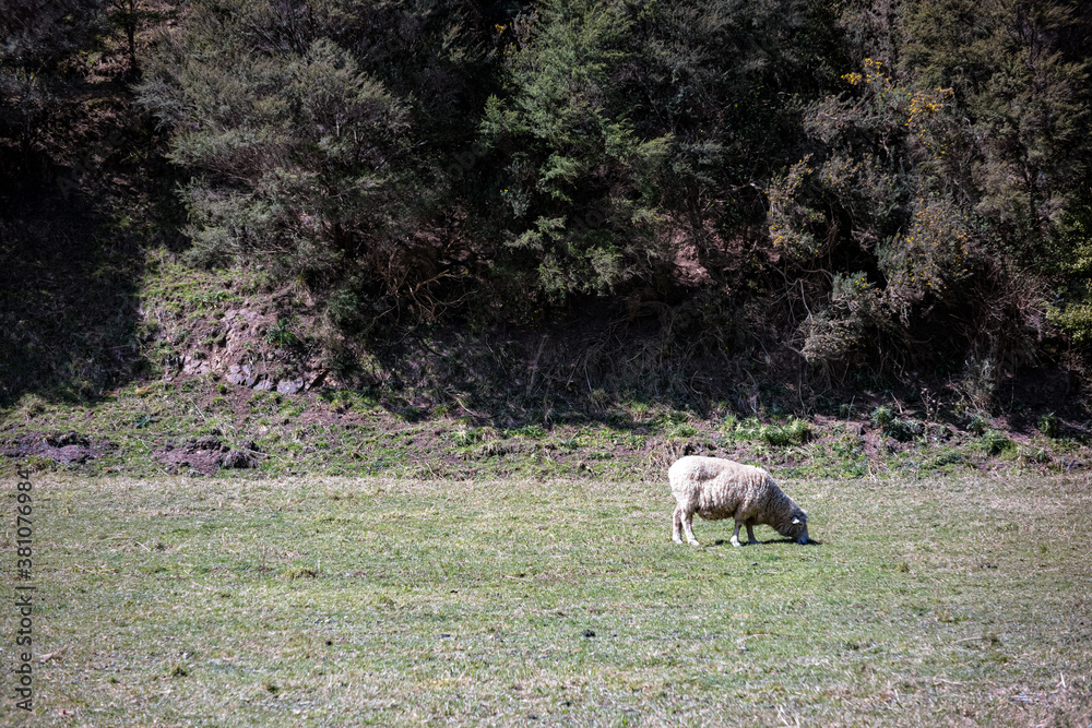 Sheep grazing in a field on a spring day Sheep grazing in a field on a spring day