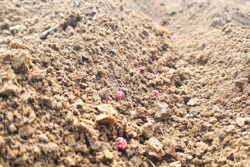 Pink seeds in a flower bed. Planting vegetables in your home garden concept