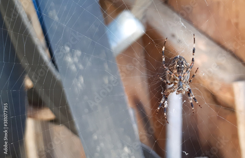 Close up macro shot of a garden spider sitting in a spider web background photo