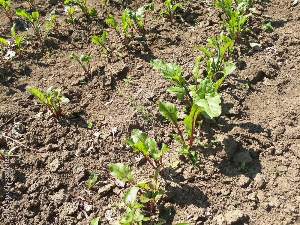 Leaf of beet root. Fresh green leaves of beetroot or beet root seedling. Row of green young beet leaves growth in farm Leaf of beet root. Fresh green leaves of beetroot or beet root seedling. Row of green young beet leaves growth in farm