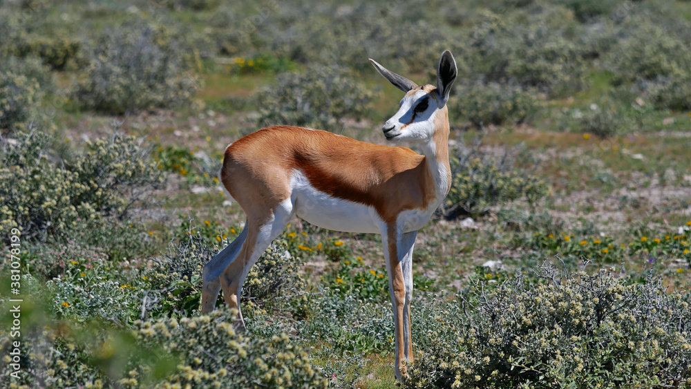 Φωτογραφία Side view of a springbok antelope (antidorcas marsupialis) with brown fur and white face looking back on bush land in Kalahari desert, Etosha National Park, Namibia, Africa
