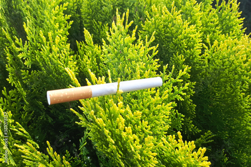 Cigarette on a spruce branch. The concept of the difference