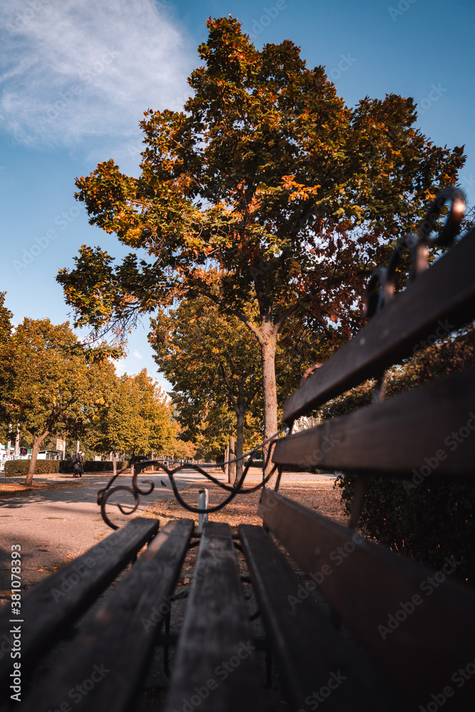 Obraz Bench in the autumn park fototapeta, plakat