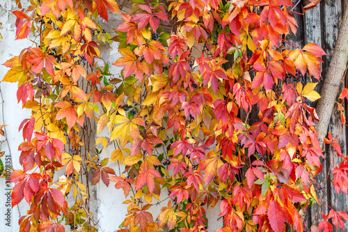 Bright orange, yellow, red leaves of maiden grapes its way along the wall of village house. Colorful autumn background