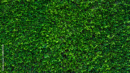Fényképezés Green ivy leaf texture wall in the garden for background and copy space