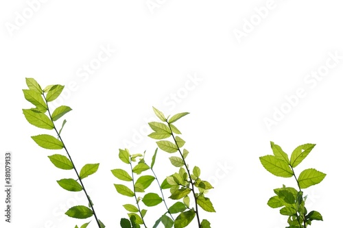In selective focus young tropical plant leaves with branches and sunlight on white isolated background for green foliage backdrop and copy space 