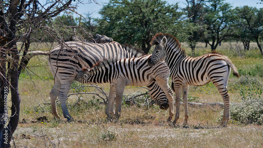Female striped plains zebra (equus quagga, formerly equus burchellii, also common zebra) with its offspring, suckling one of them, in Kalahari desert, Etosha National Park, Namibia. Female striped plains zebra (equus quagga, formerly equus burchellii, also common zebra) with its offspring, suckling one of them, in Kalahari desert, Etosha National Park, Namibia.