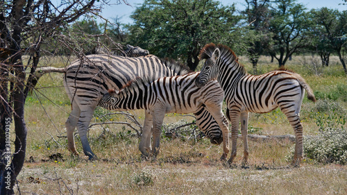 Female striped plains zebra  equus quagga  formerly equus burchellii  also common zebra  with its offspring  suckling one of them  in Kalahari desert  Etosha National Park  Namibia.