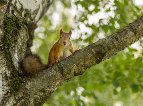 squirrel on a tree © Dmitry