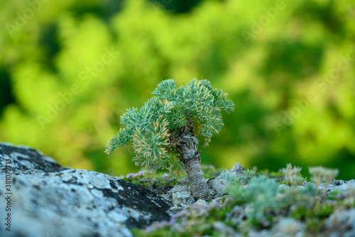 a little wild bonsai tree on the rock