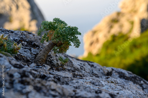a little wild bonsai tree on the rock