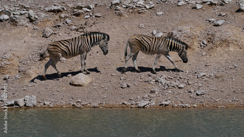 Two plains zebras  equus quagga  formerly equus burchellii  also common zebra  walking by a water hole in midday heat  Kalahari desert  Etosha National Park  Namibia.