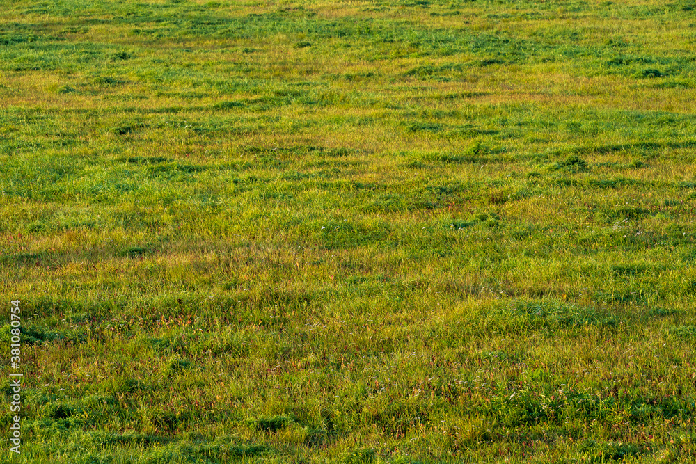 Green field of grass Green field of grass