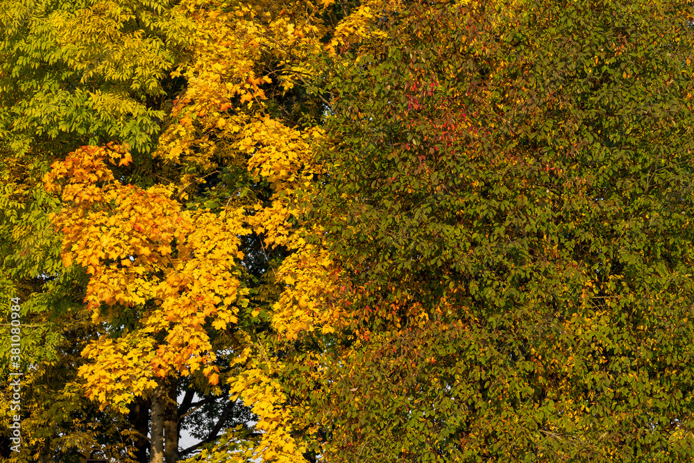 Colors of autumn in the trees