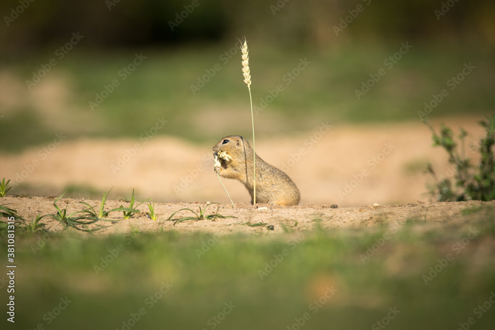 Obraz premium ground squirrel eats grains of ear of corn