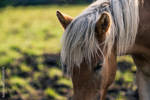 horse eating grass