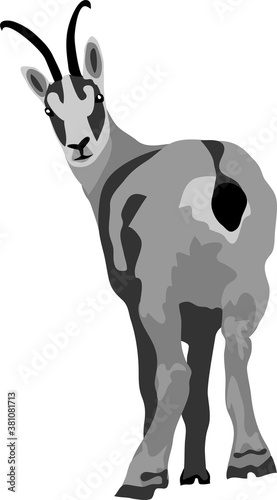 Chamois - grayscale vector illustration