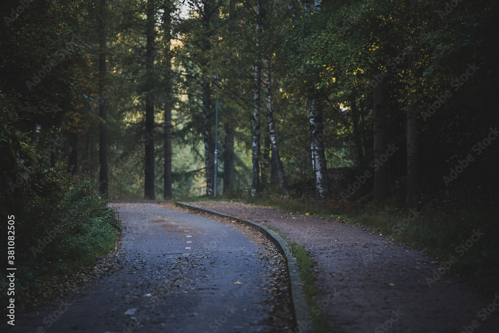 Fototapeta premium Narow road in a forest