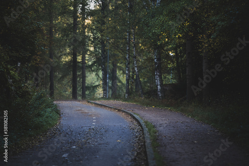 Narow road in a forest