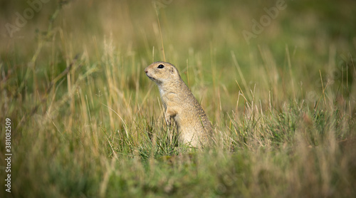 ground squirrel runs and observes the surroundings in the meadow