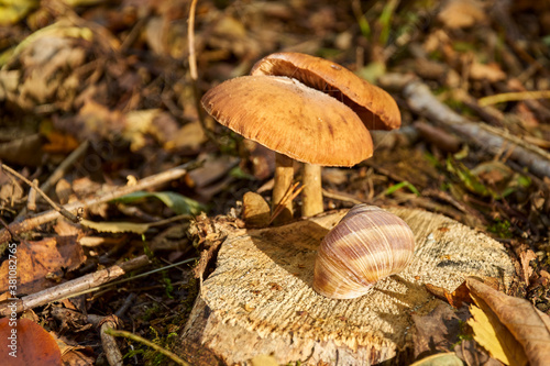 a snail and two mushrooms on a stump