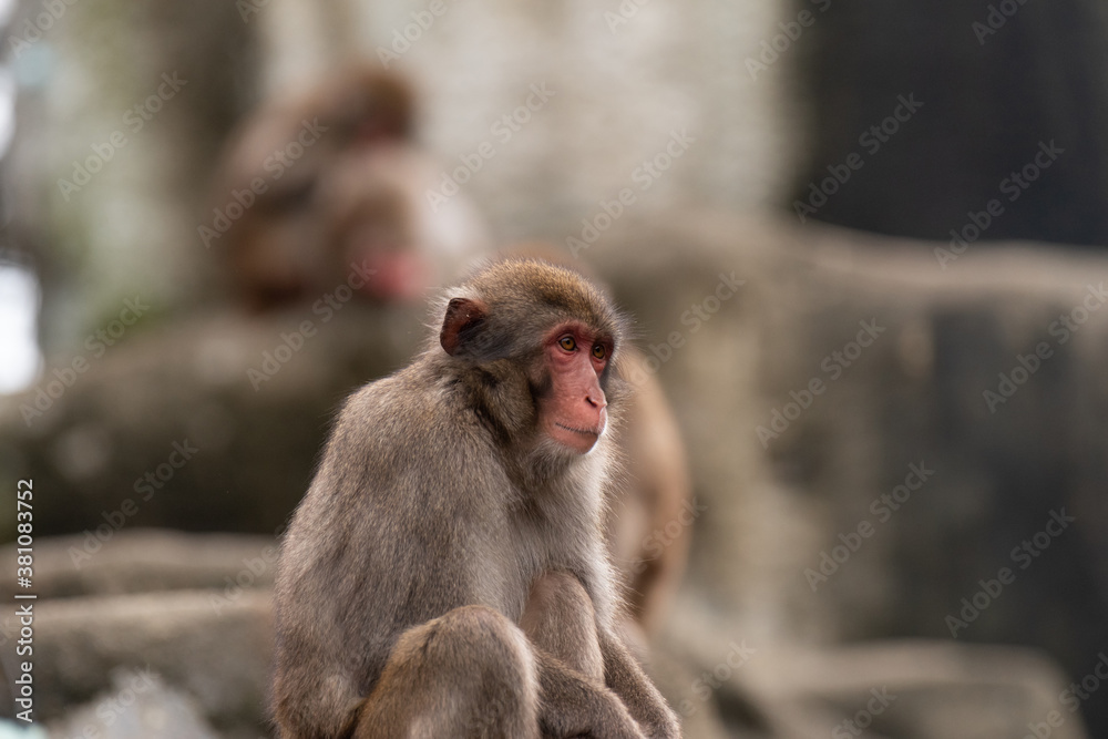 Naklejka premium 表情豊かなニホンザル