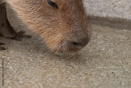 Wallpaper Mural 水を飲むカピバラ Torontodigital.ca