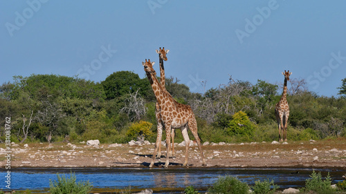 Two angolan giraffes (giraffa camelopardalis angolensis, namibian giraffe) with twisted necks at Namutoni waterhole in Kalahari desert, Etosha National Park, Namibia, Africa.