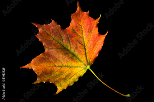 Bright red yellow autumn colorful maple leaf on black isolated background close up