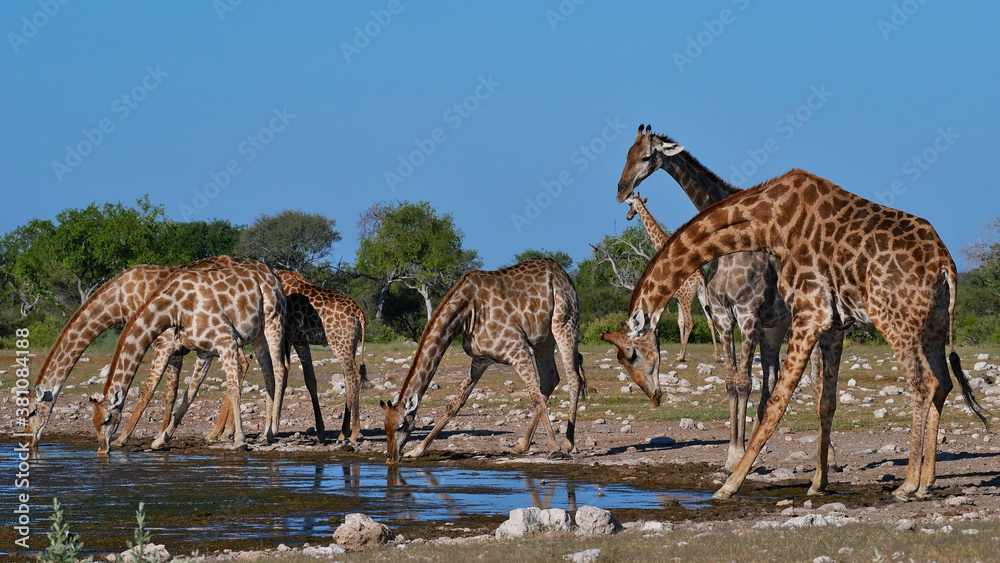 Obraz premium Herd of angolan giraffes (giraffa camelopardalis angolensis, namibian giraffe) drinking water with spread legs at Namutoni waterhole in Kalahari desert, Etosha National Park, Namibia, Africa.
