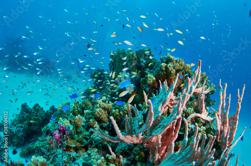Coral reefs and tropical fish