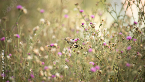 Very nice goldfinch sitting on a thistle