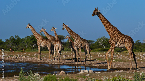 Fototapeta Naklejka Na Ścianę i Meble -  Herd of angolan giraffes (giraffa camelopardalis angolensis, namibian giraffe) with elongated necks standing at Namutoni waterhole in Kalahari desert, Etosha National Park, Namibia, Africa.